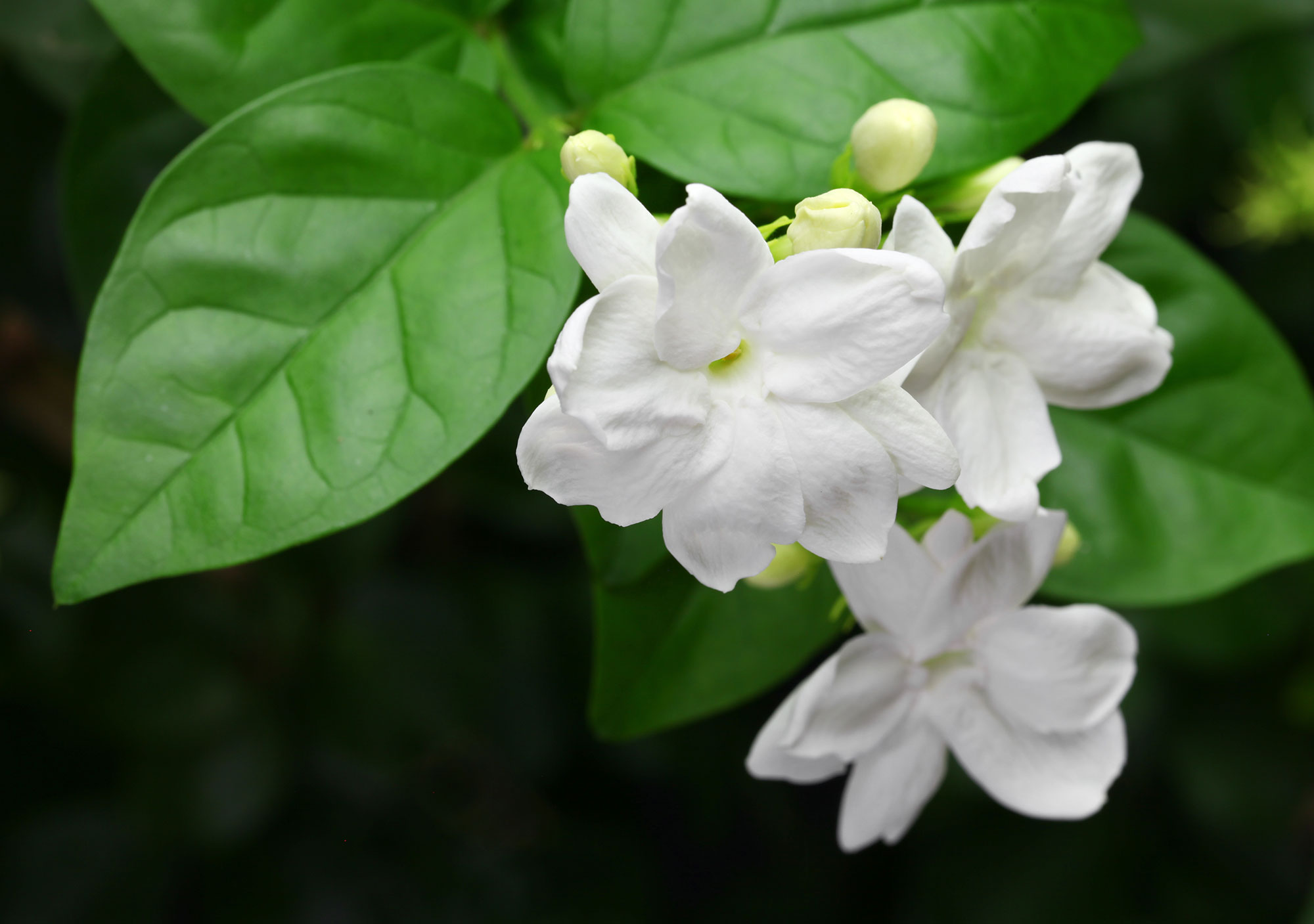 Symbolism Of Sampaguita Flower | Best Flower Site