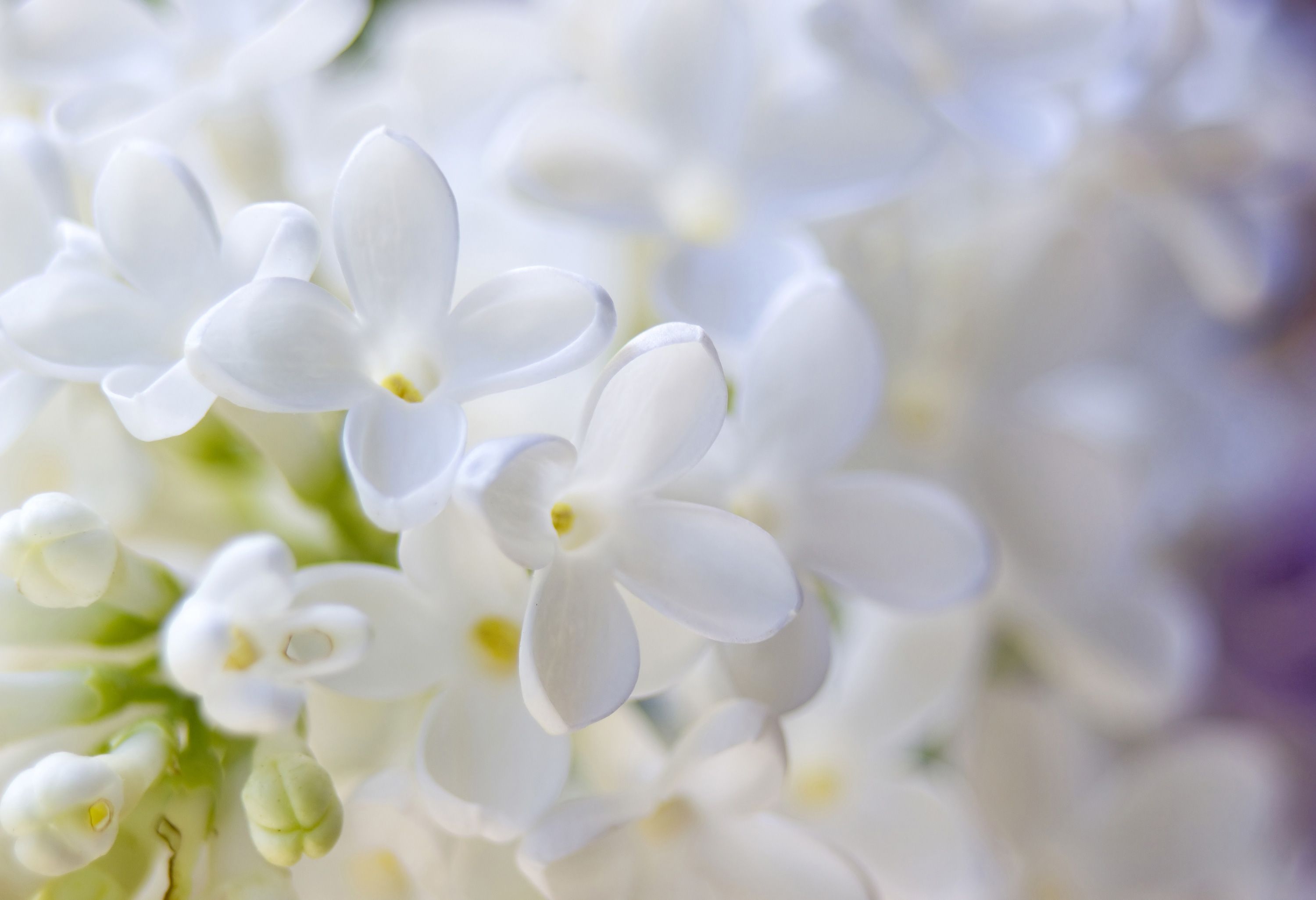 Dark Legends Of White Flowers: Dangerous Lilacs, Daffodil Vampires, And 