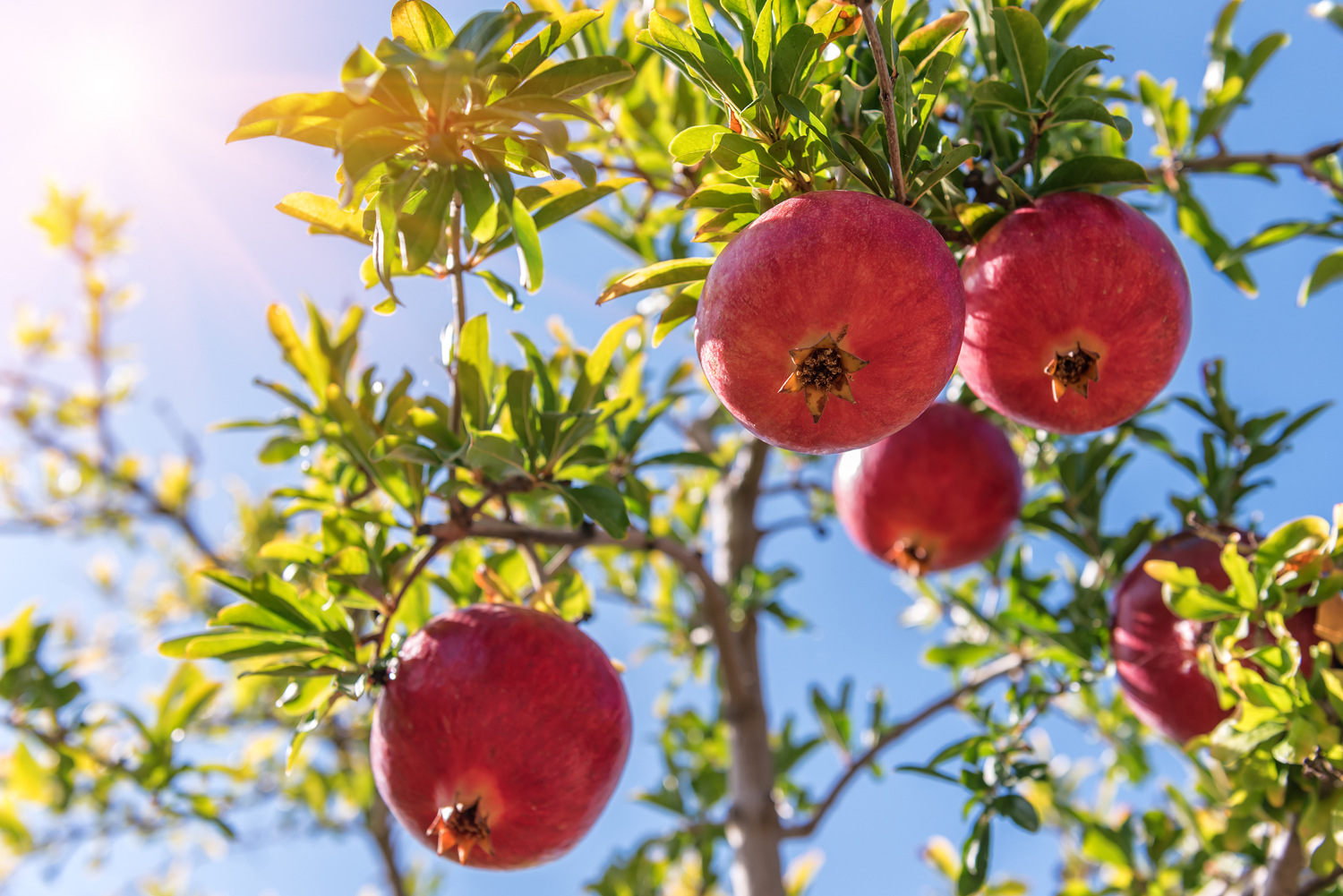 Comprar arboles frutales maduros california