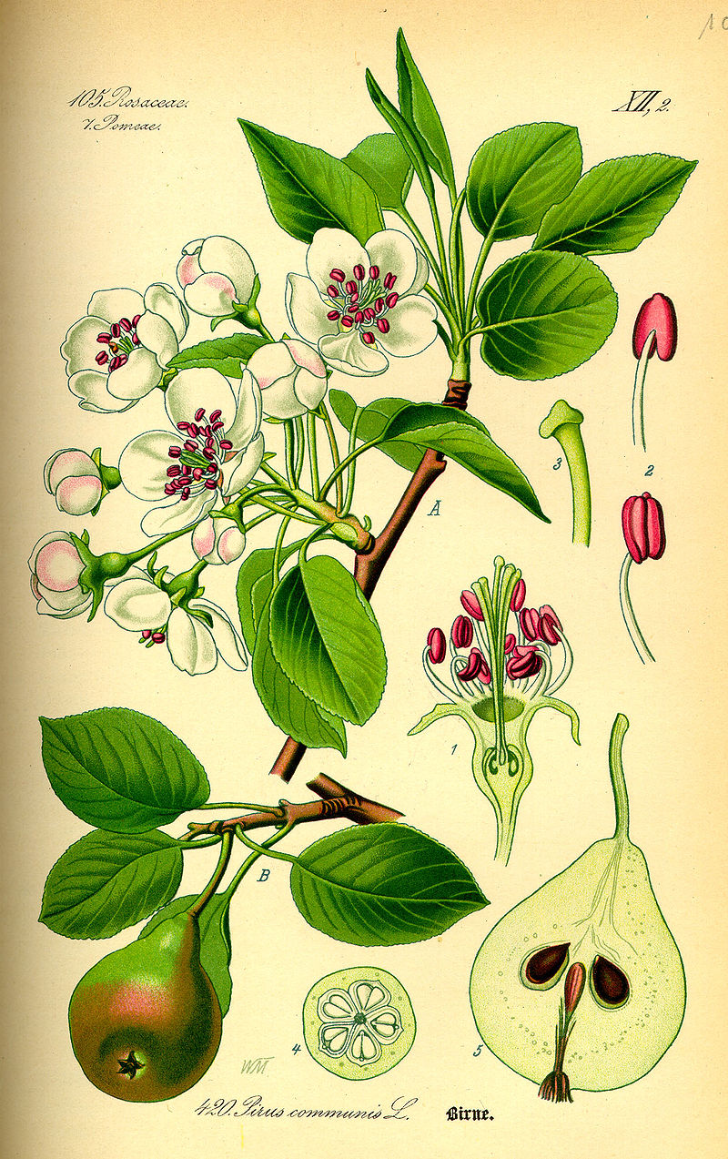 Pear Botanics