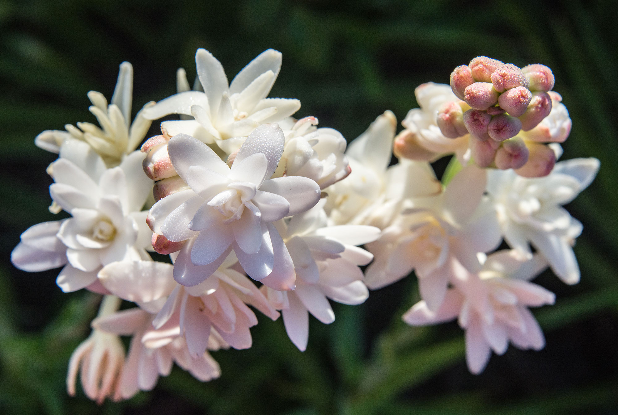 The Tuberose's Cage
