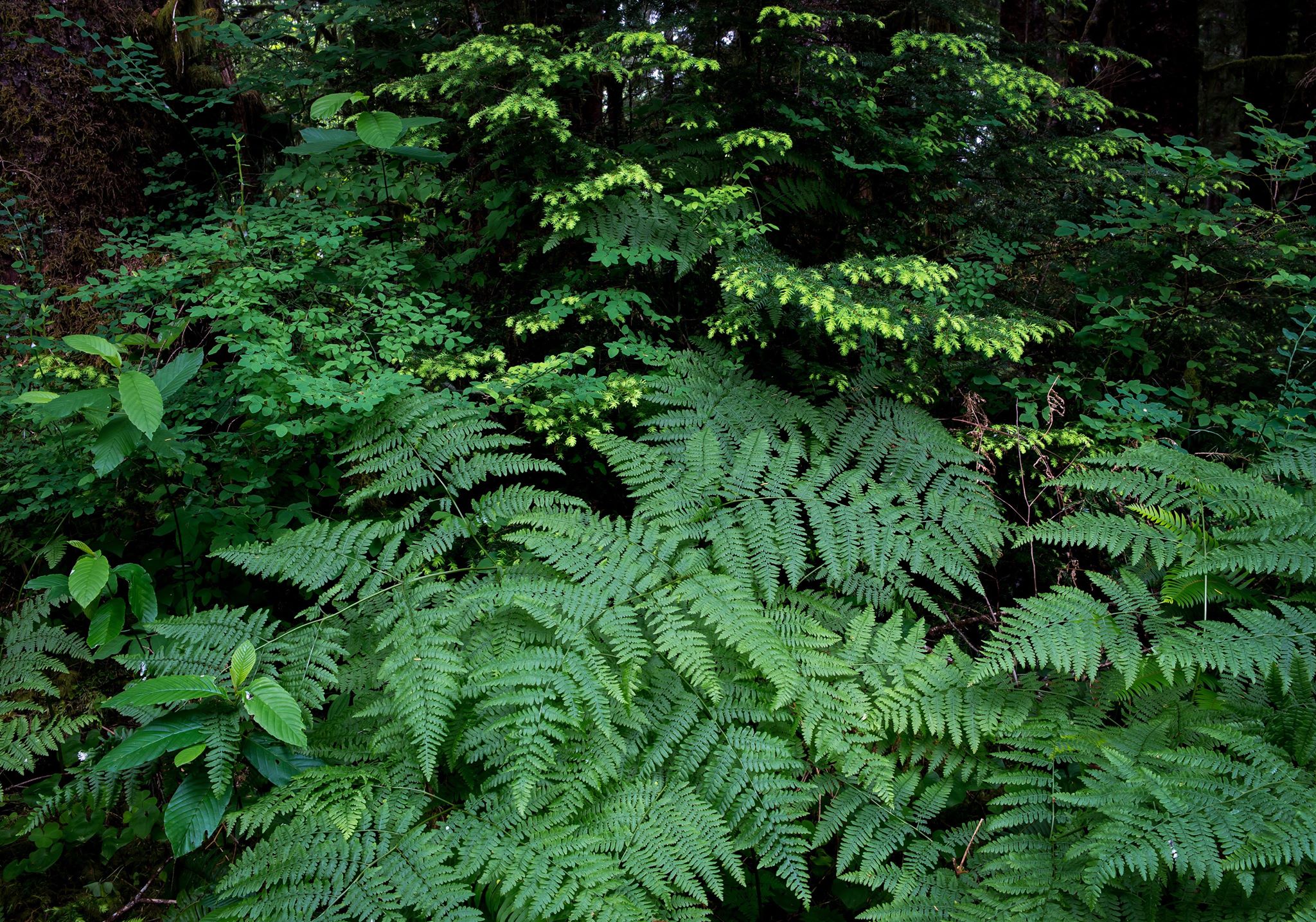 Fern Forest