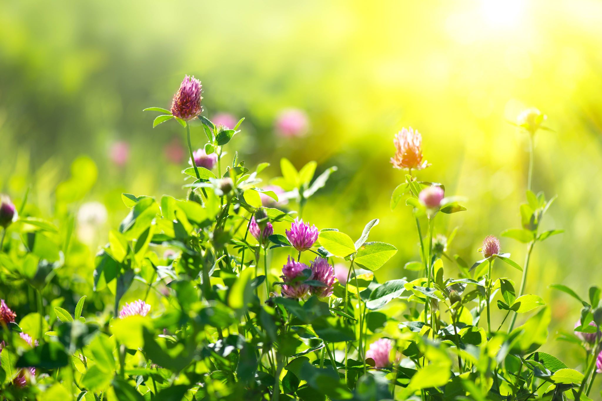 Clover Field