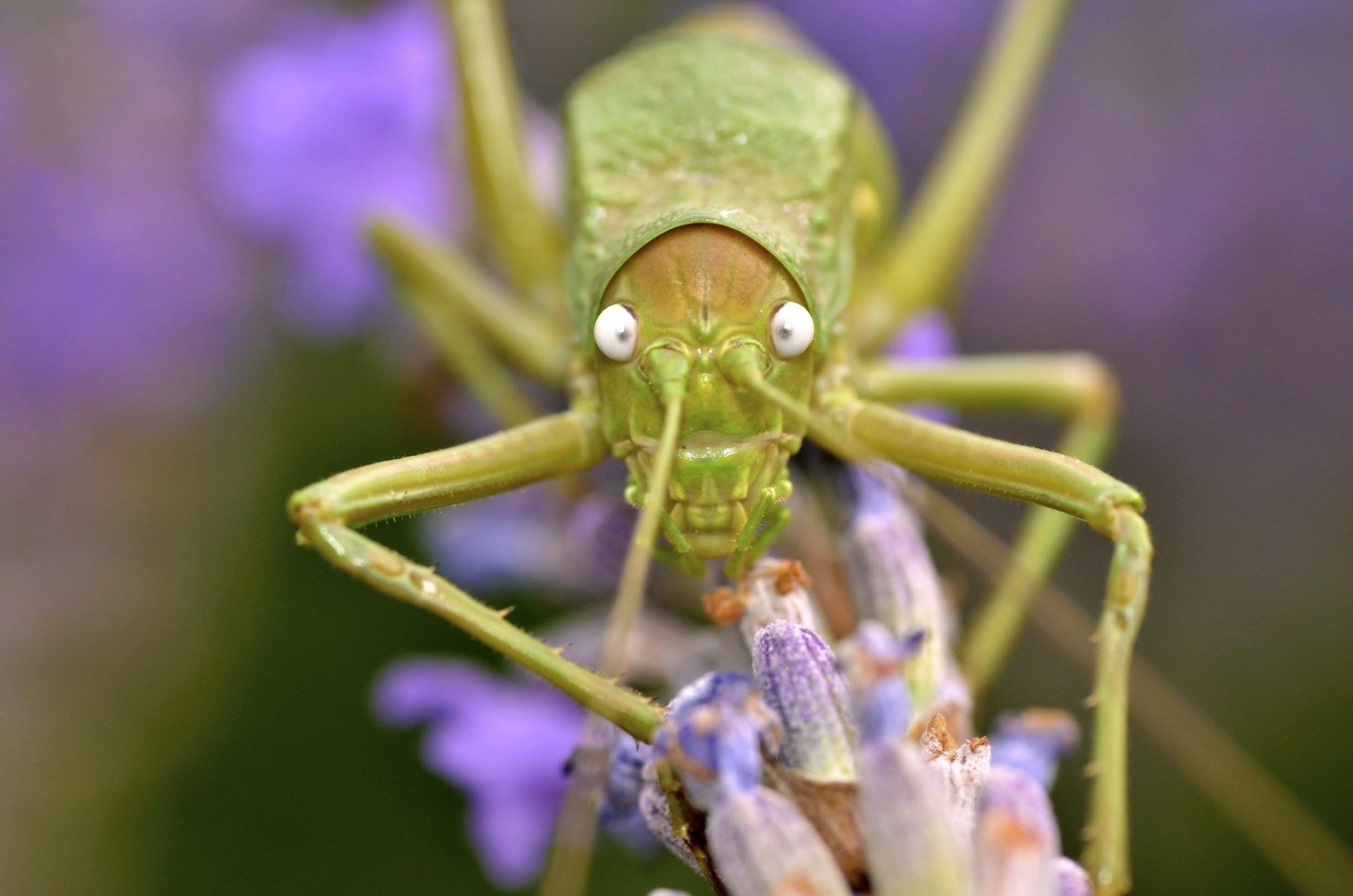green grasshopper on lavender