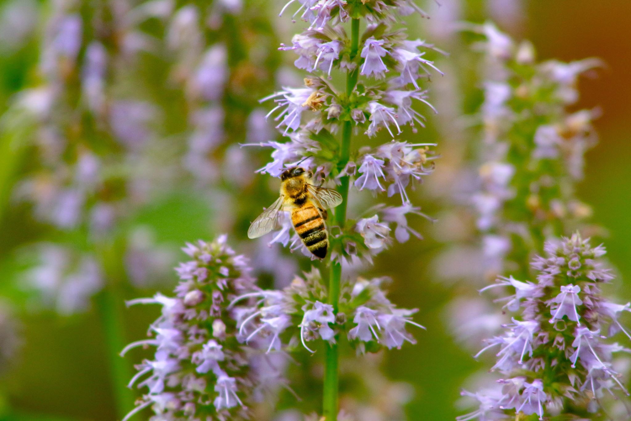 Patchouli flower and a bee