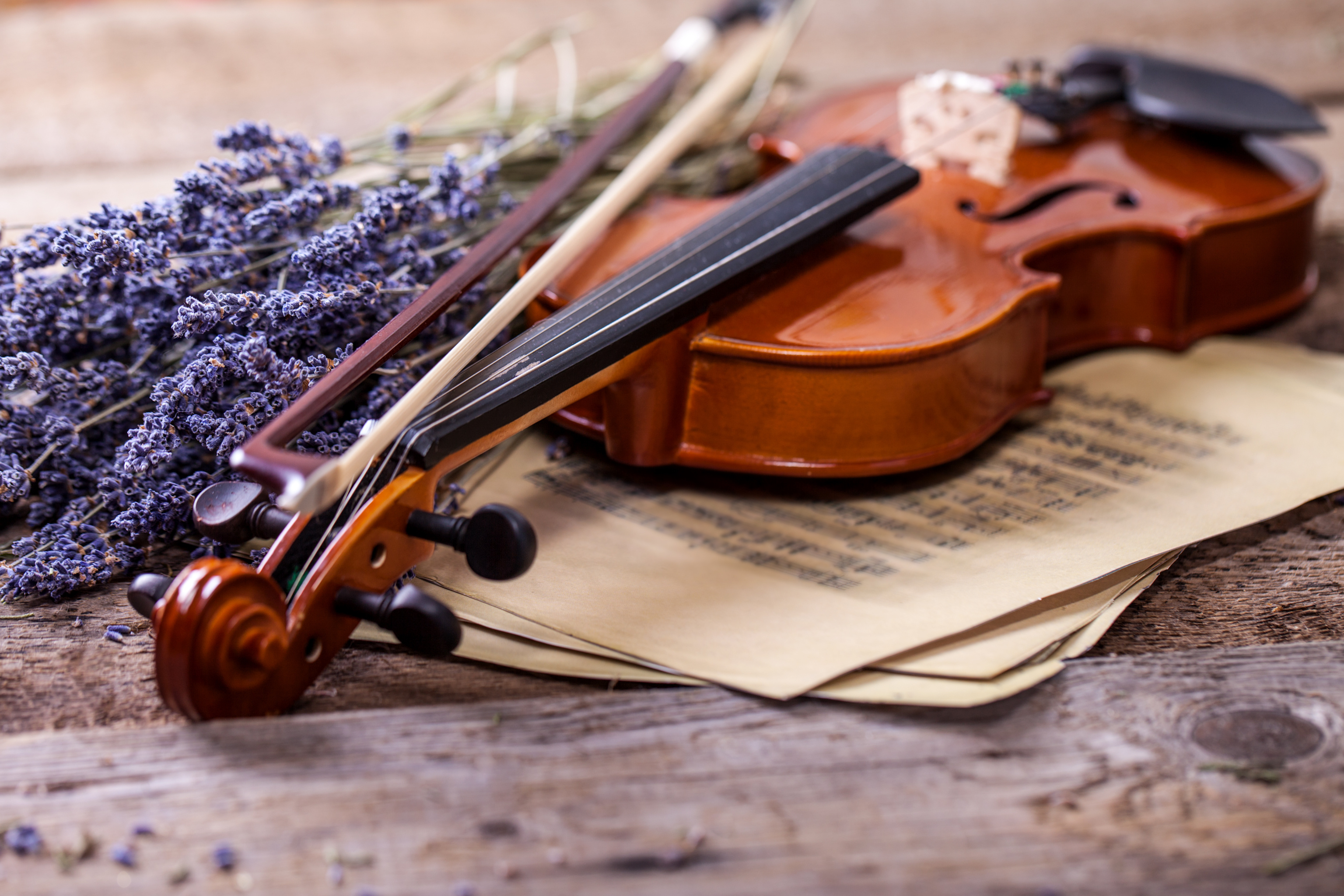 Music For A While Violin and Lavender