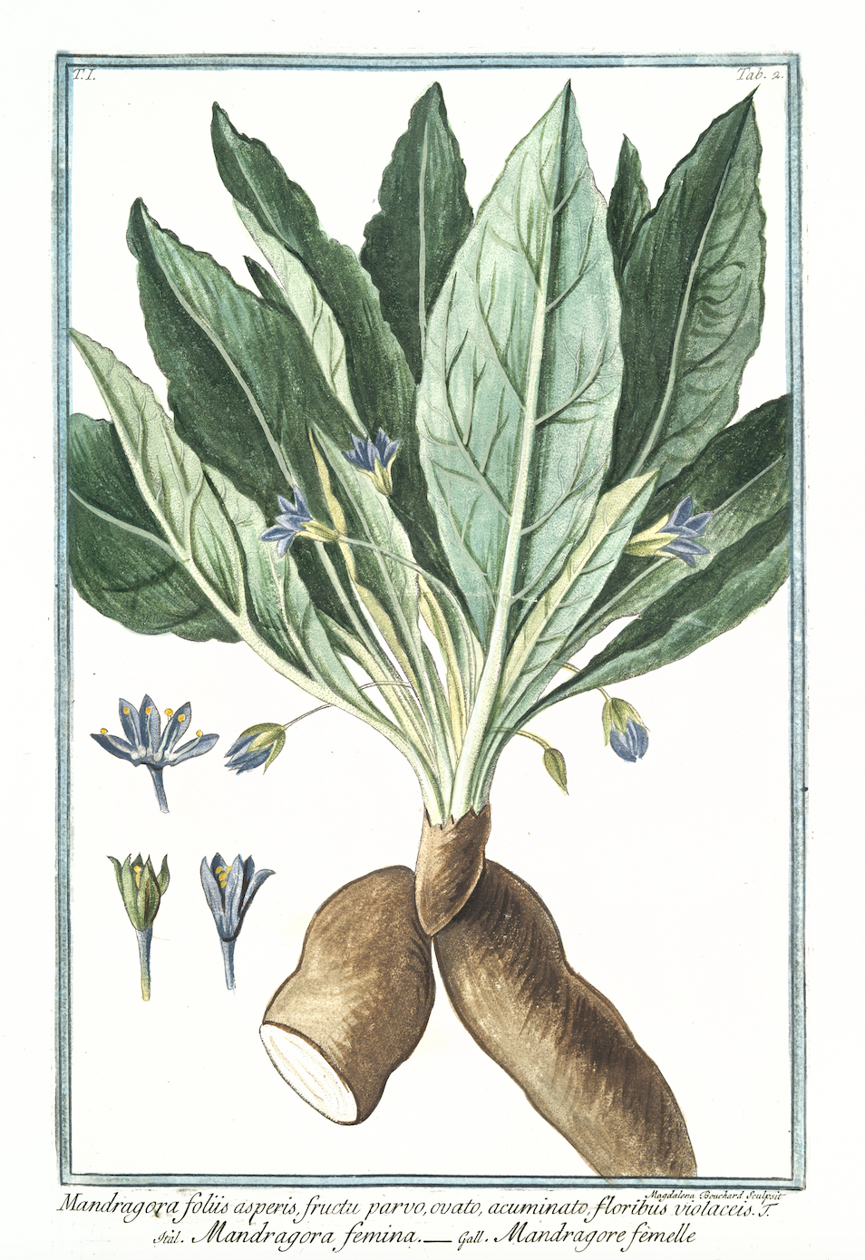 Scented Lament: «Mandragore» Annick Goutal