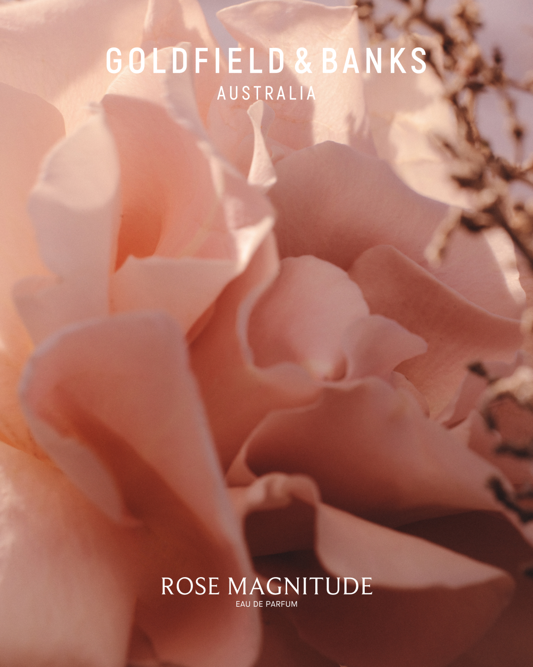 Rose Magnitude Goldfield & Banks