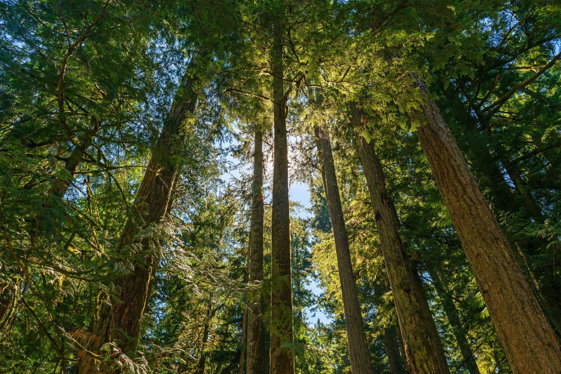 Fir trees