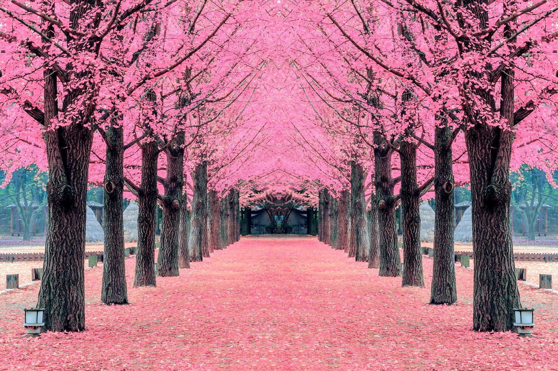 Trees covered in bright pink blossom which has also dropped on to the floor
