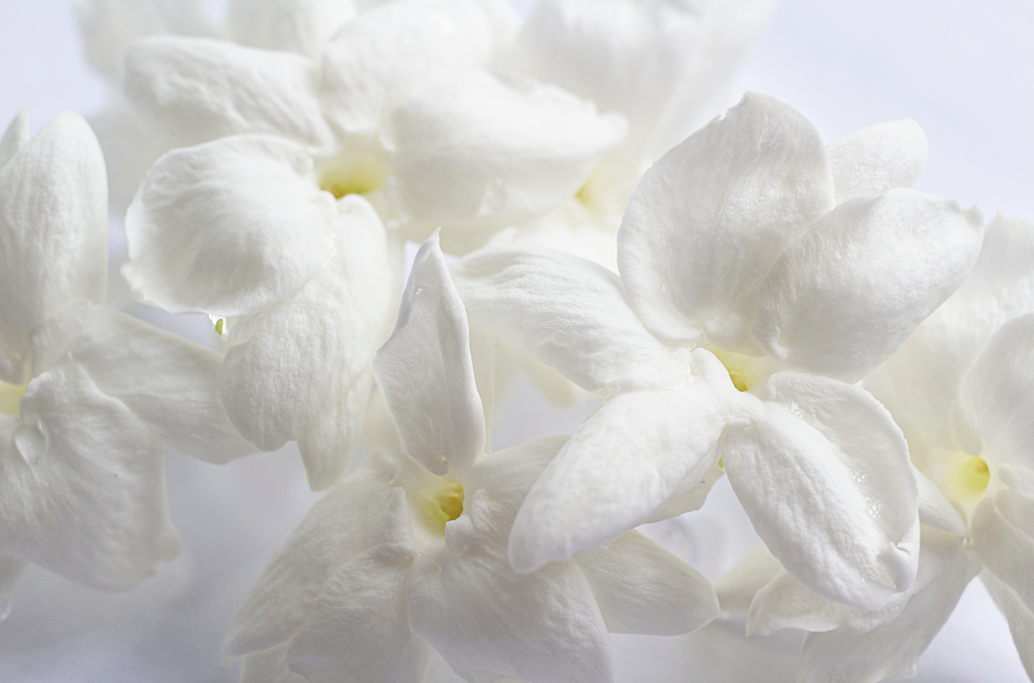 Perfumer Sophie Labbé on Ambre Saba: Ambergris, Warm Amber, And Firmenich Captives 