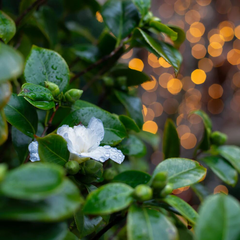 Seychelles plant with white flowers