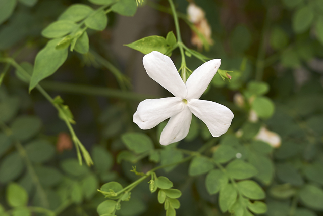 fragrantica jasmine