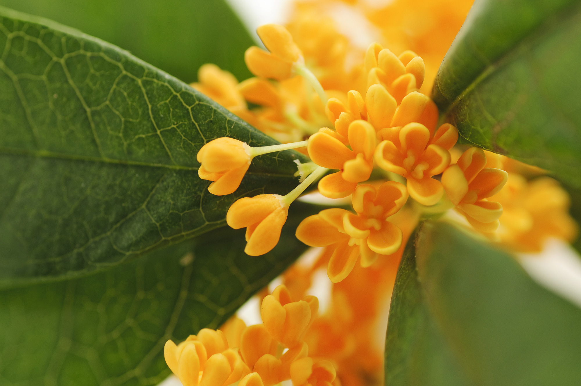 Osmanthus delavayi