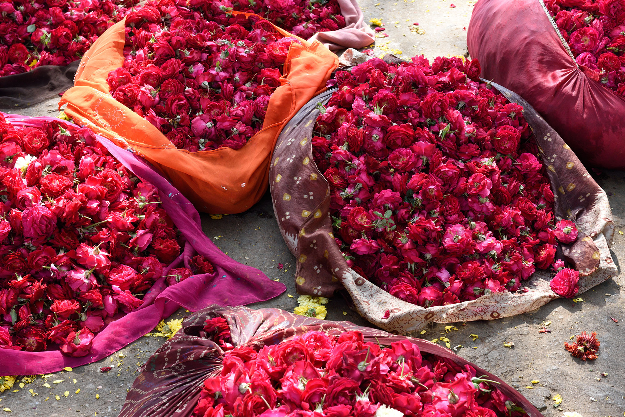 The World Of Nain Sukh Roses The Story Of Centuries Old Rose Fields Raw Materials