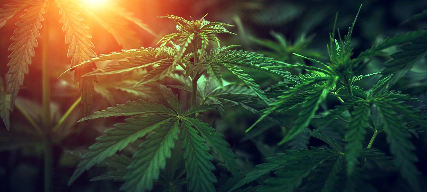 cannabis