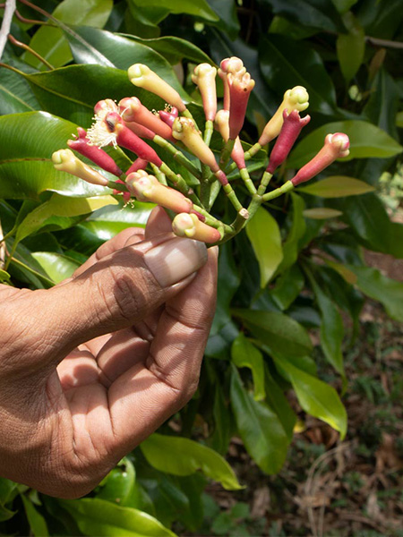 natural blossoming plant and hand Maison Crivelli