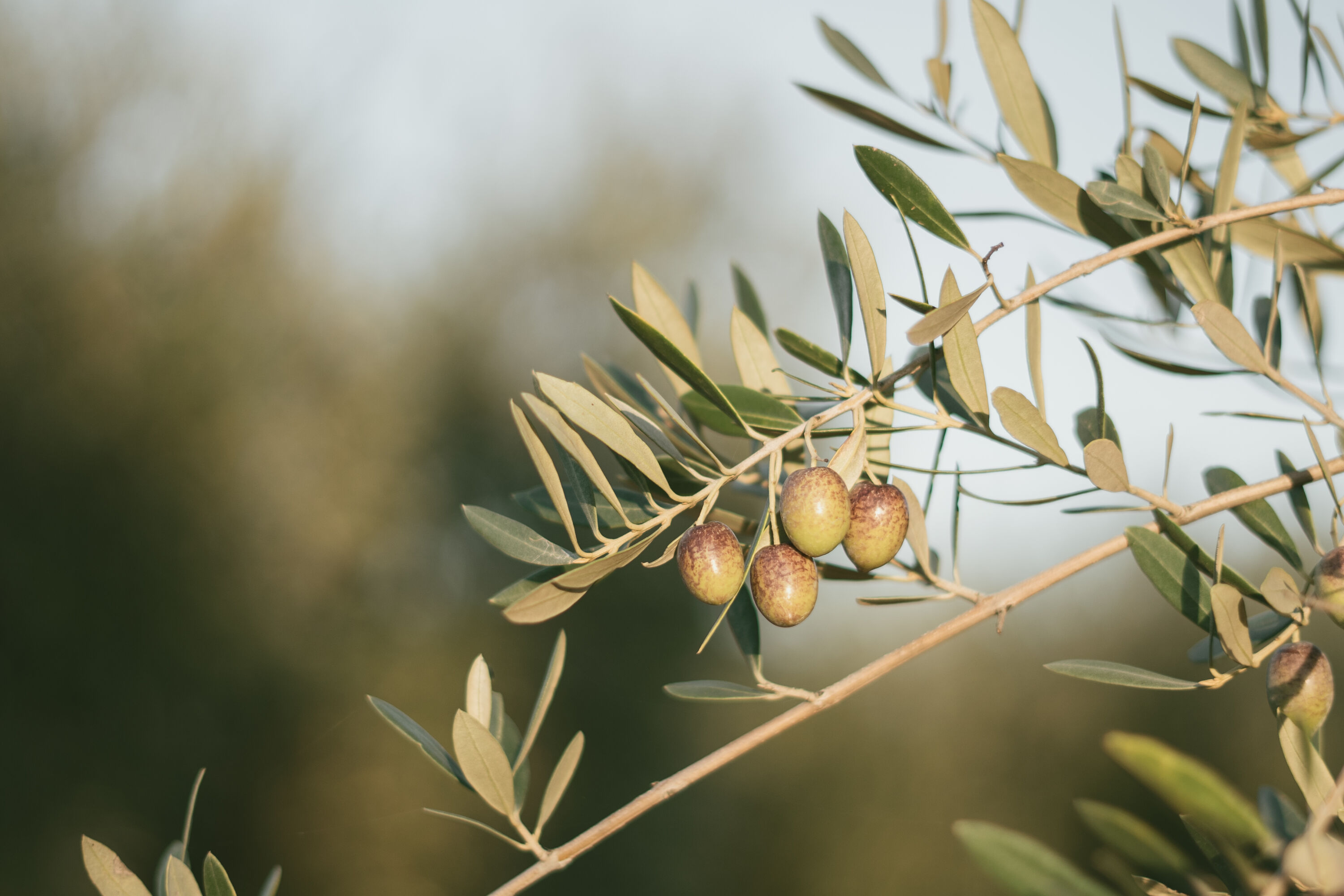 EUROFRAGANCE Introduces Olivante®: A Sustainable, Opulent Perfumery Ingredient