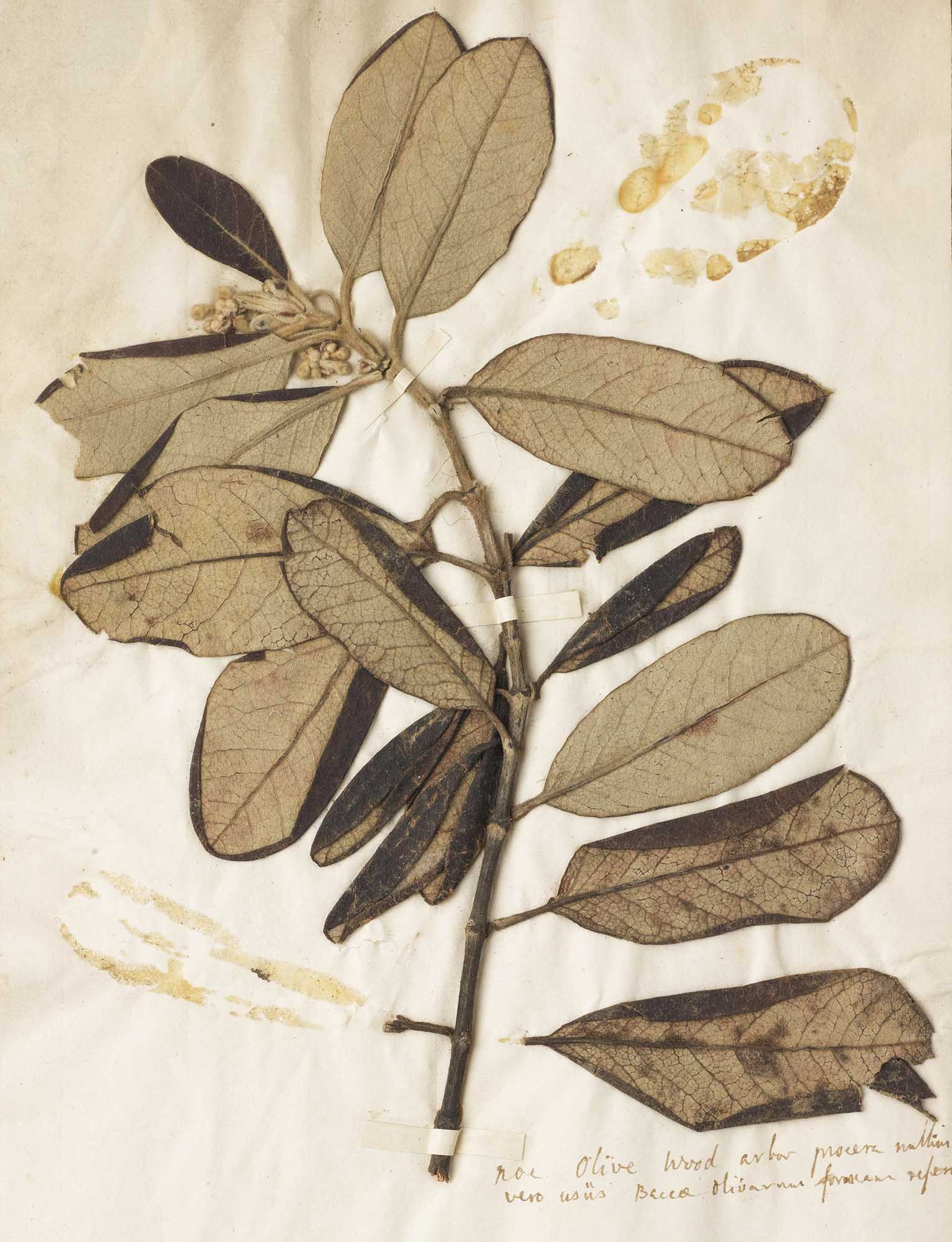 Lost Smells Extinct Plants and the Allure of the Unknown Perfume Columns