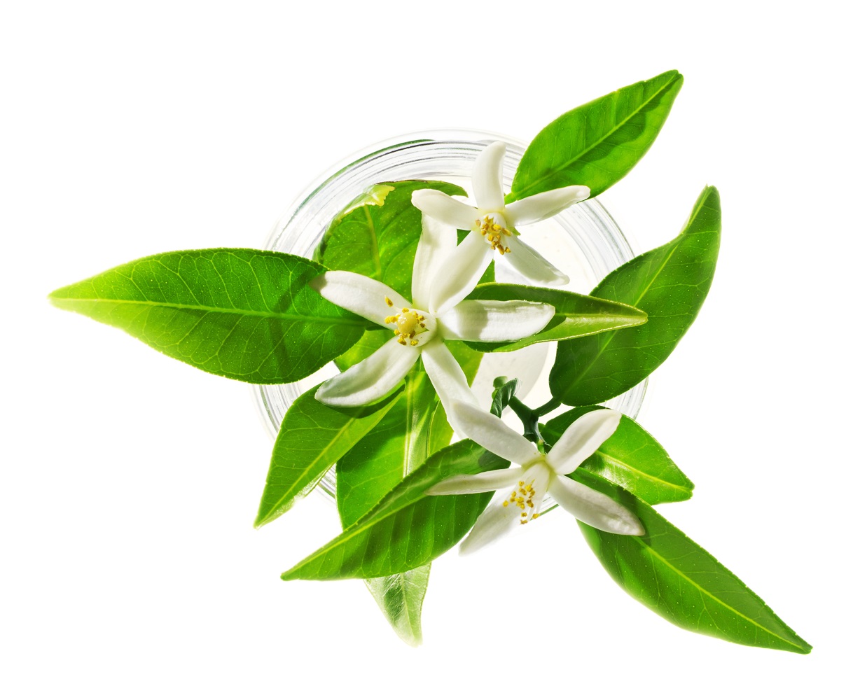 Jeanne en Provence: Three Great Neroli Fragrances Under 17 ...