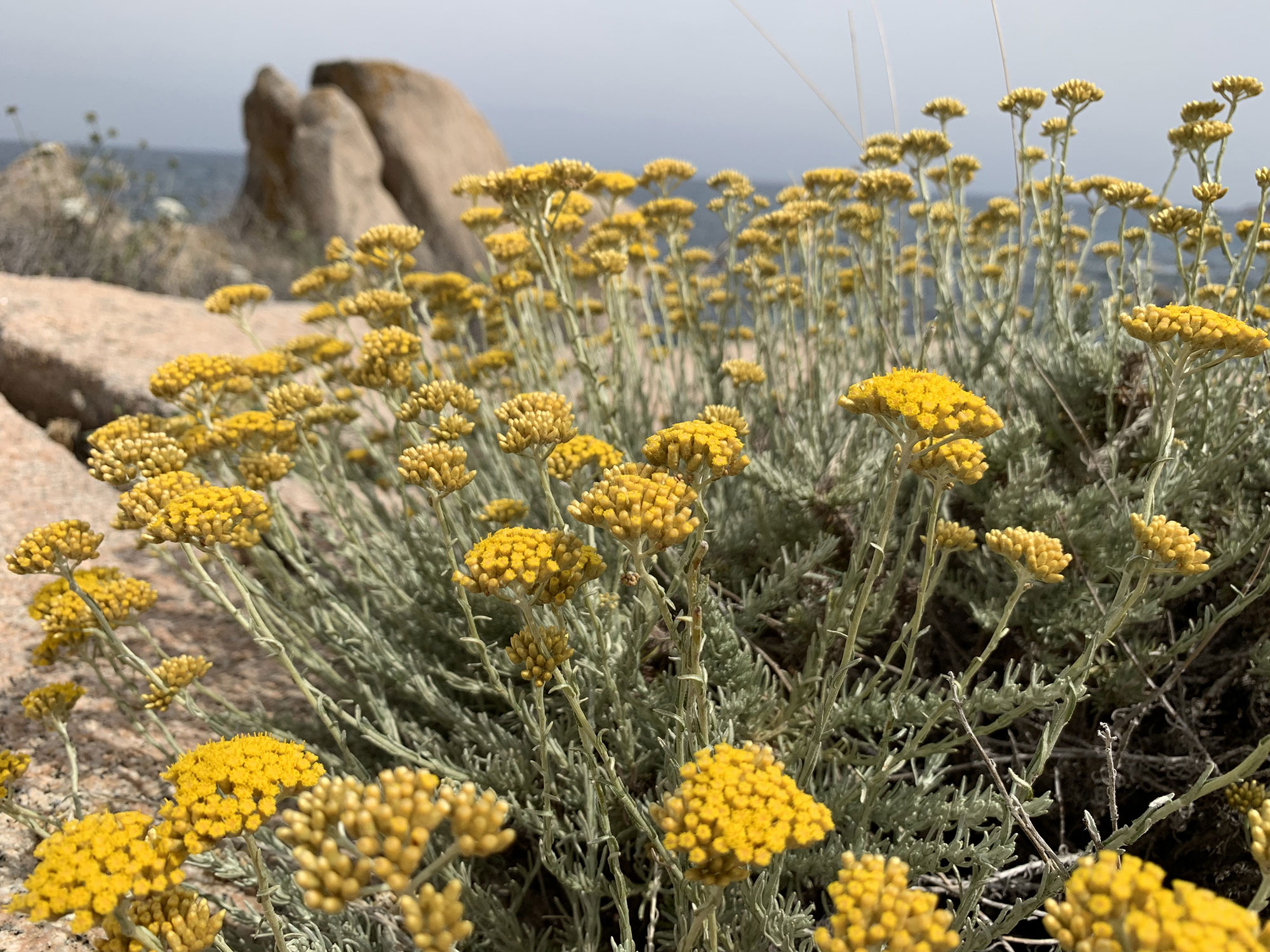 L Heritage Corse Di Parfum D Empire Salute E Immortelle Corse Profumi Di Nicchia
