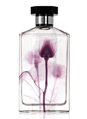 macy's stella mccartney perfume