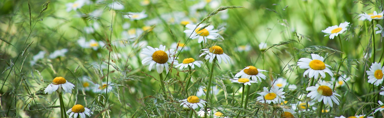 chamomile in the field 