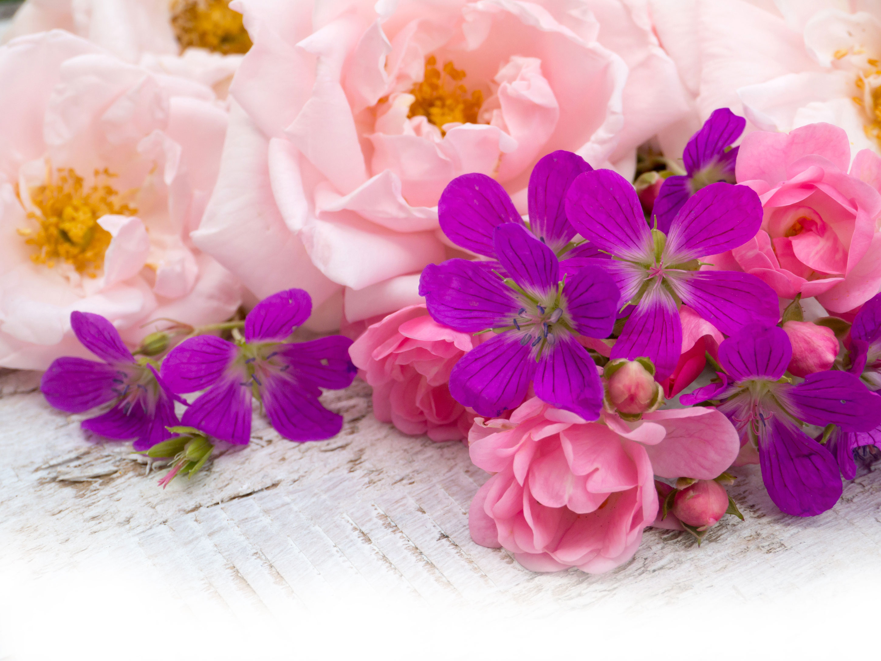 Roses And Geranium In The New Year Miss Dior Rose N Roses Aerin Wild Geranium Fragrance Reviews