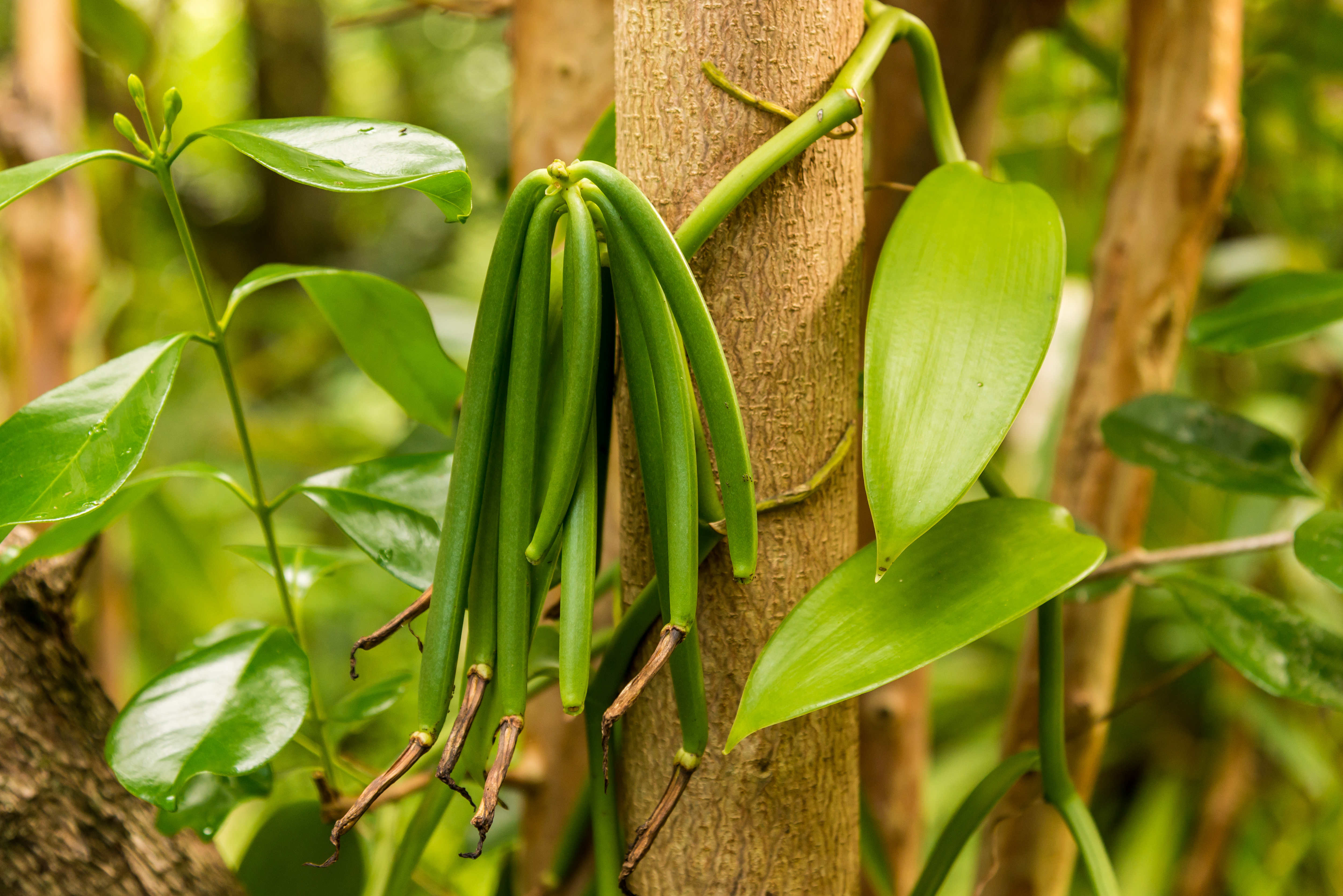 Ваниль плосколистная (Vanilla planifolia). Vanilla planifolia стручки. Орхидея ваниль стручки. Vanilla plants