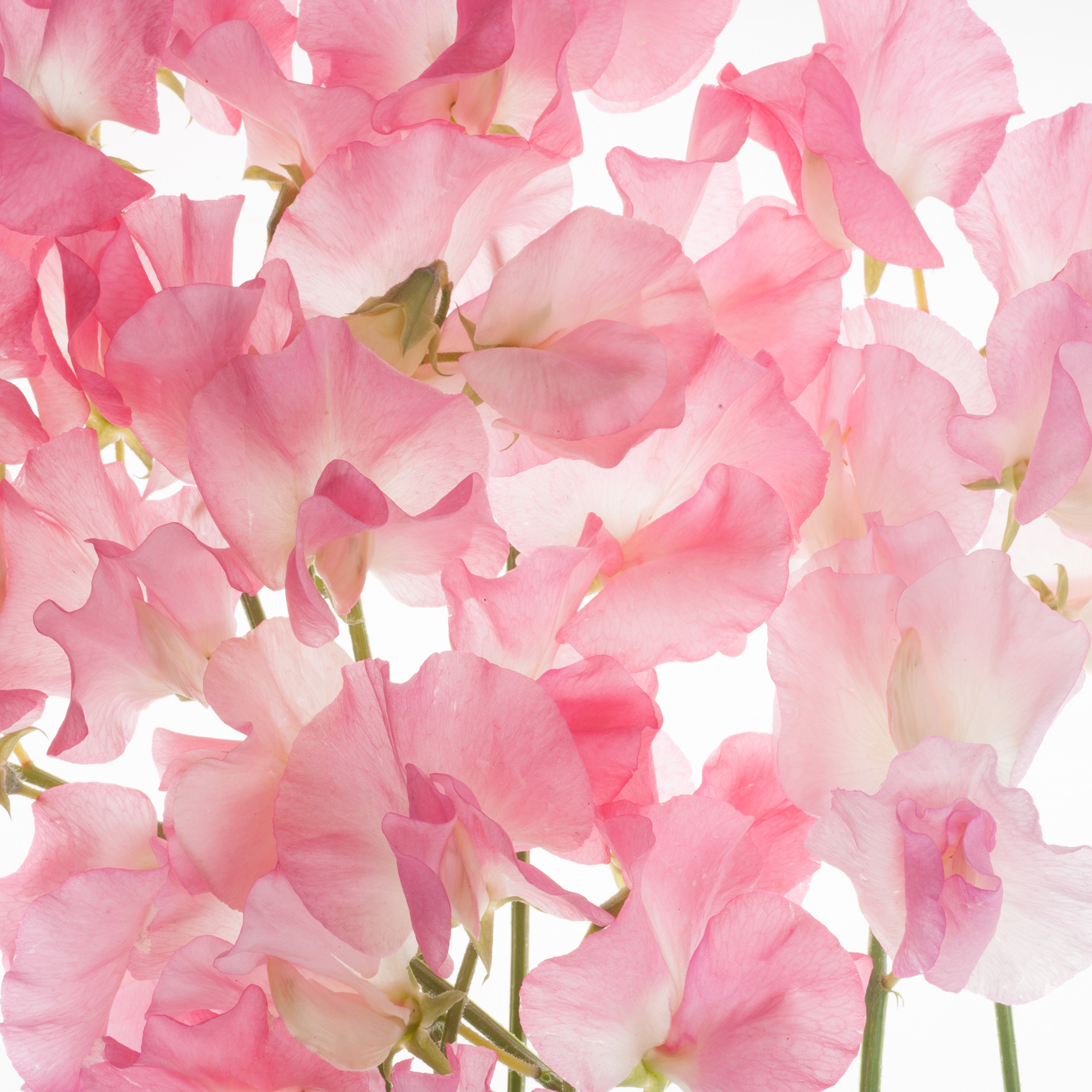 pink sweet pea flowers