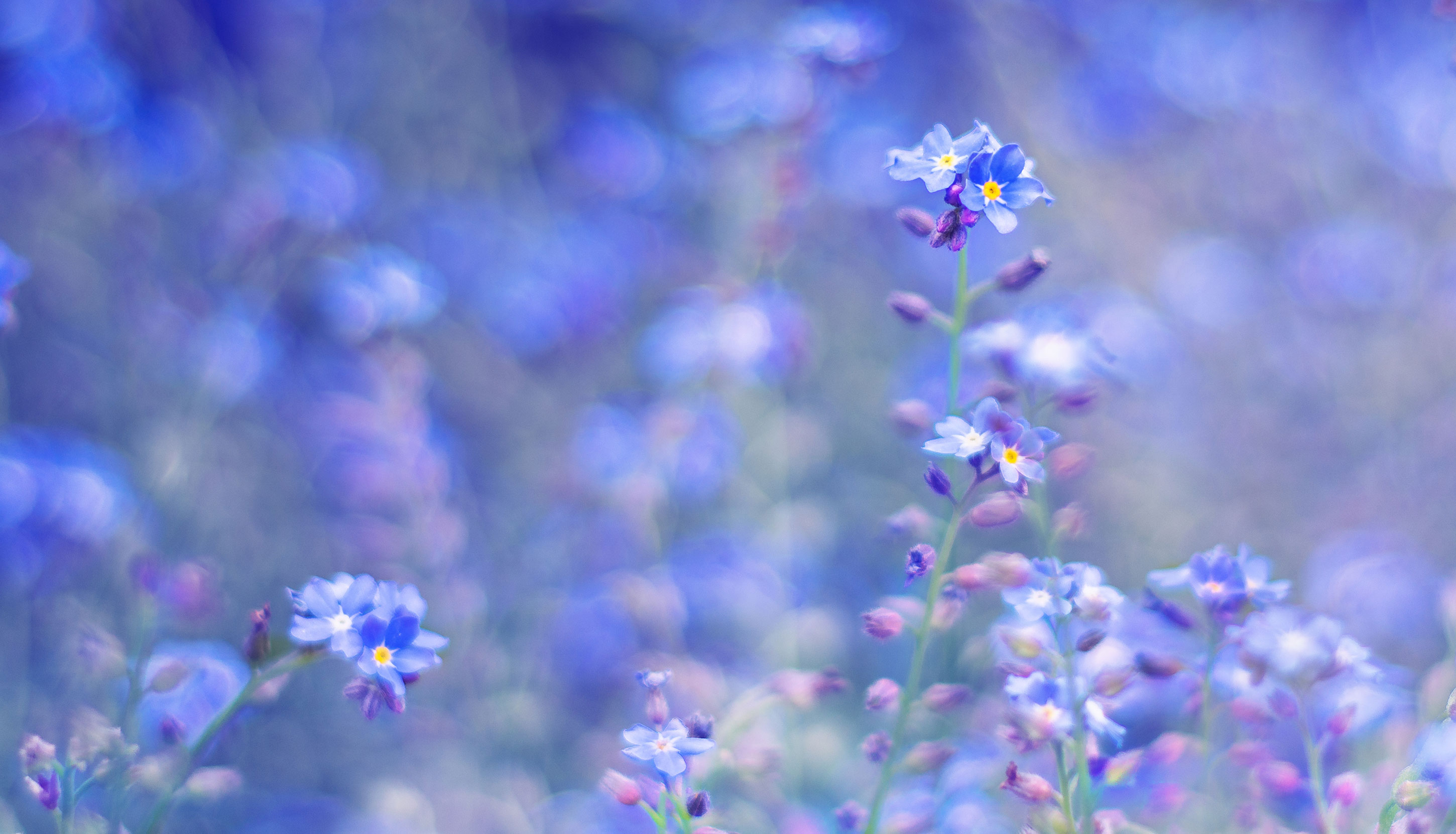 Голубые цветы на клумбе фото
