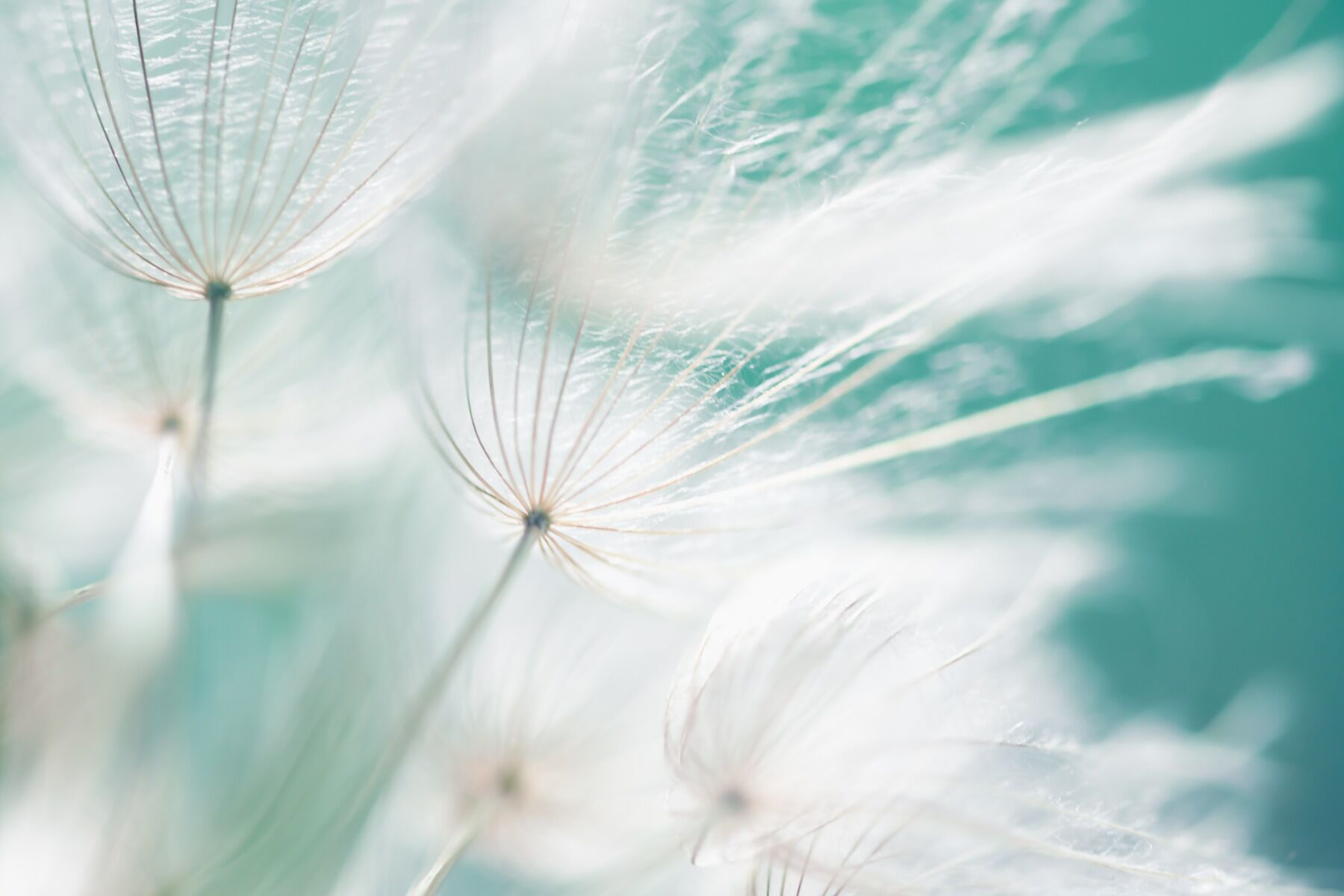 Dandelion seeds