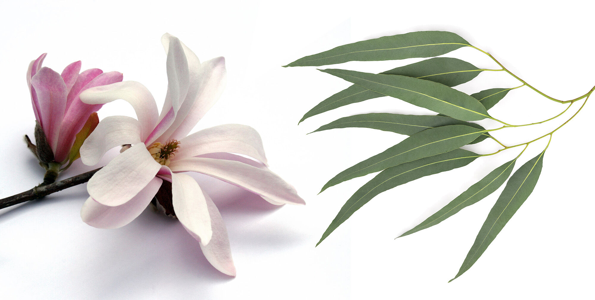Magnolia flowers and eucalyptus.
