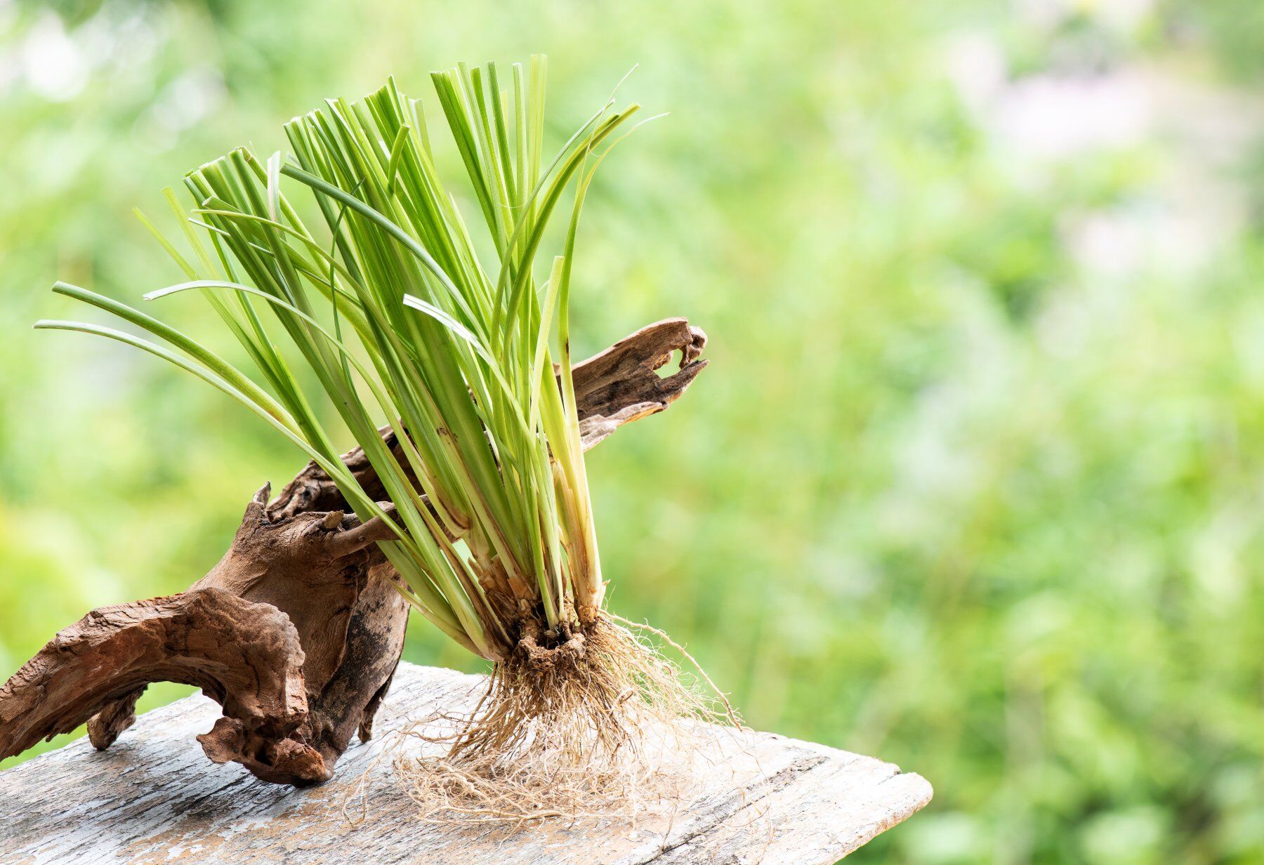 Uprooted vetiver grass shown propped against a piece of wood