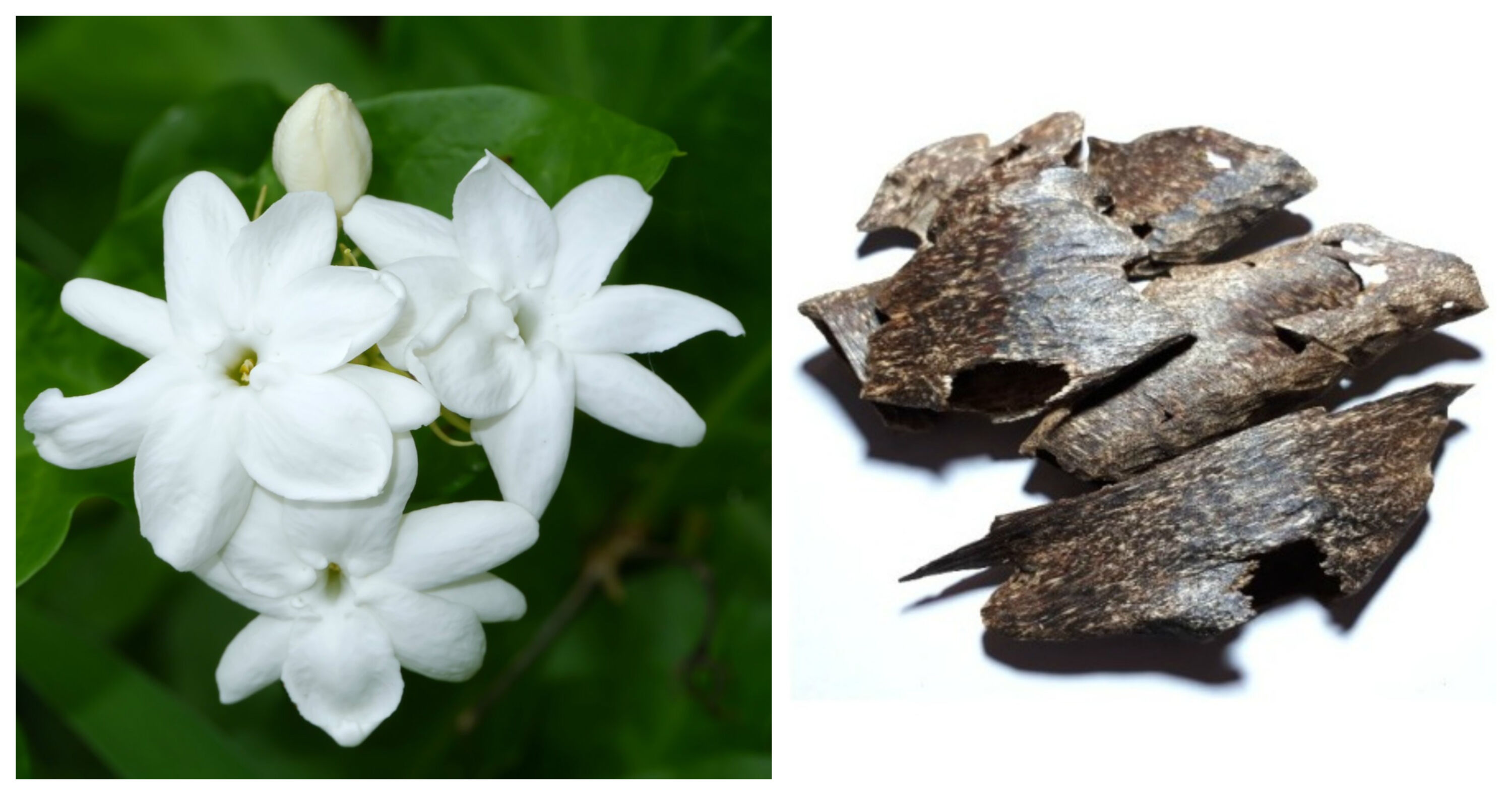 jasmine & oud