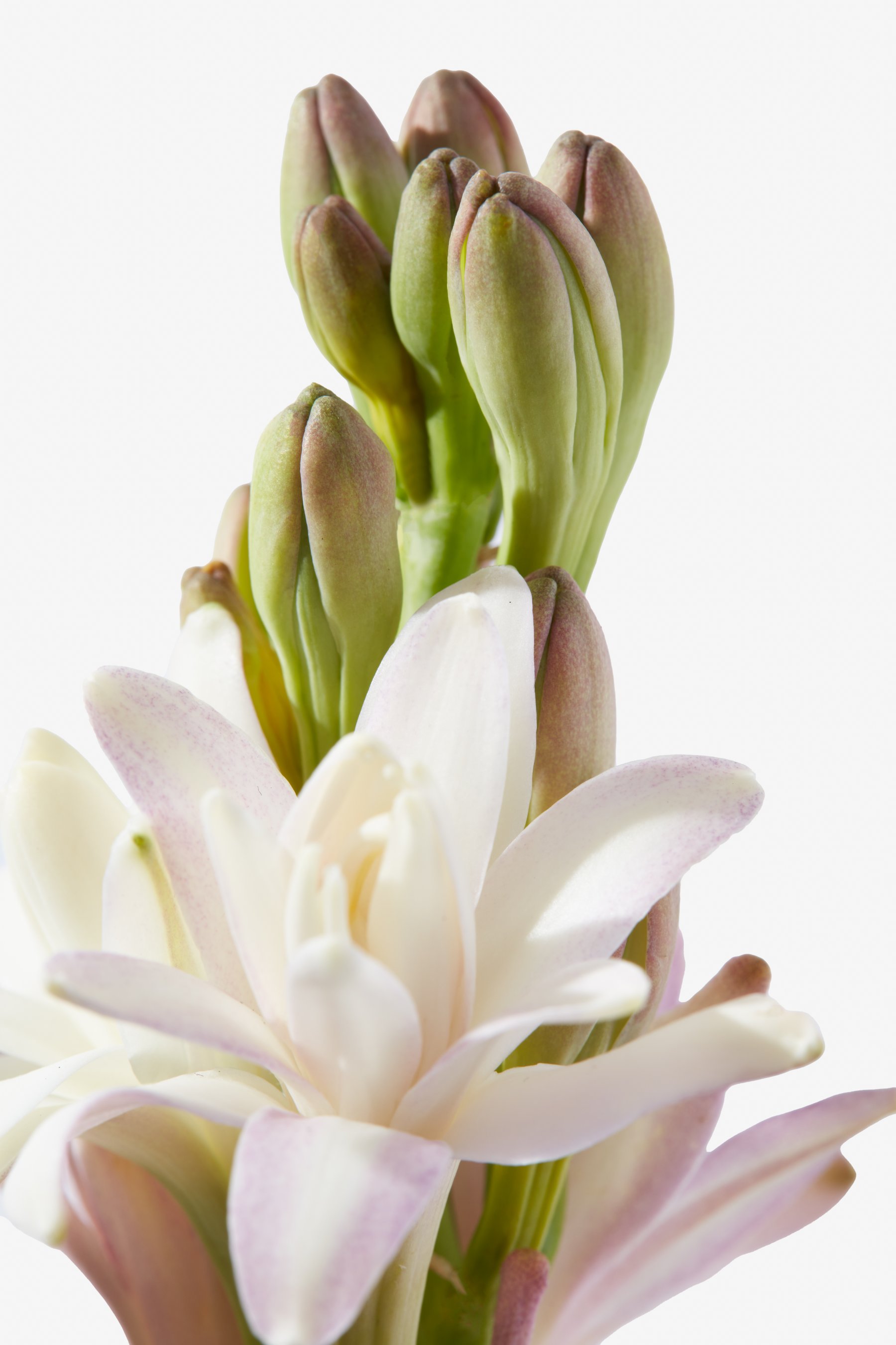 Fragrantica tuberose discount