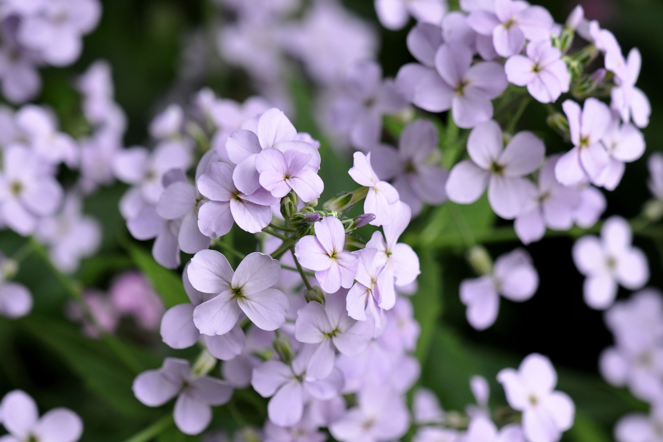 Hesperis White Dream