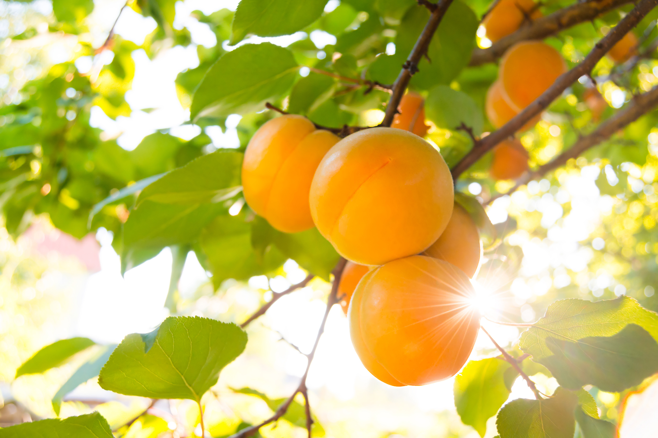 apricots