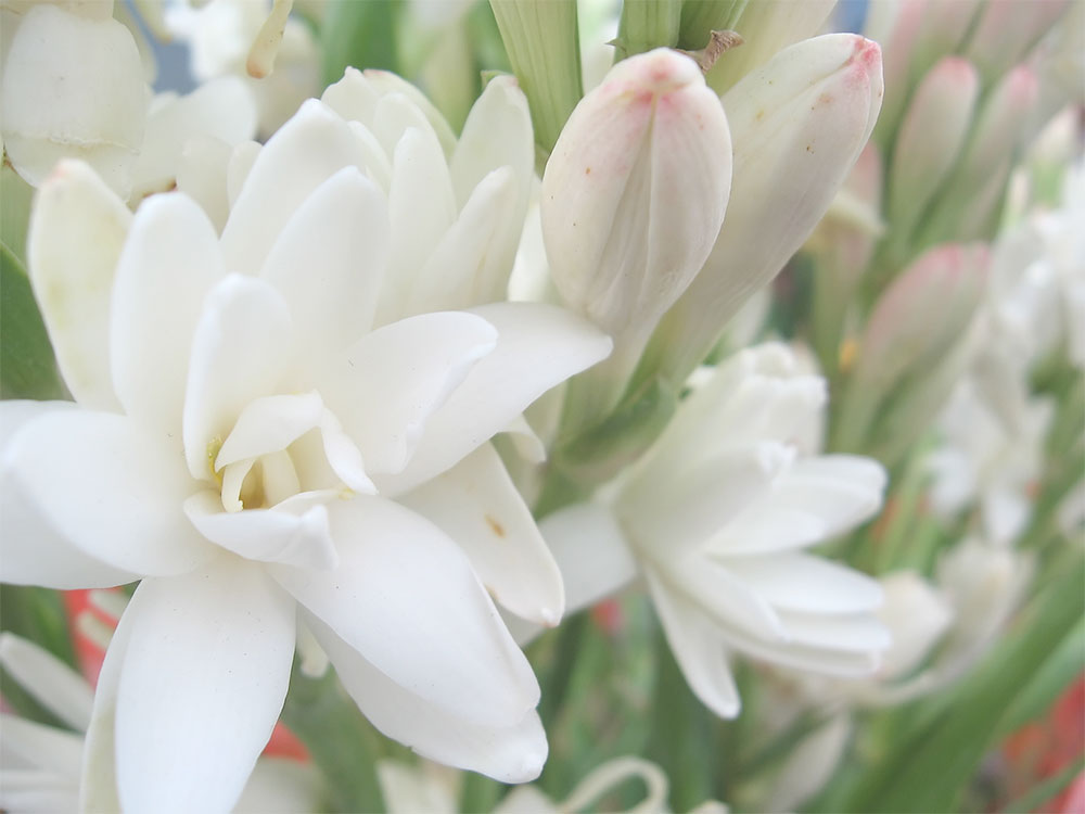 tuberose smell description