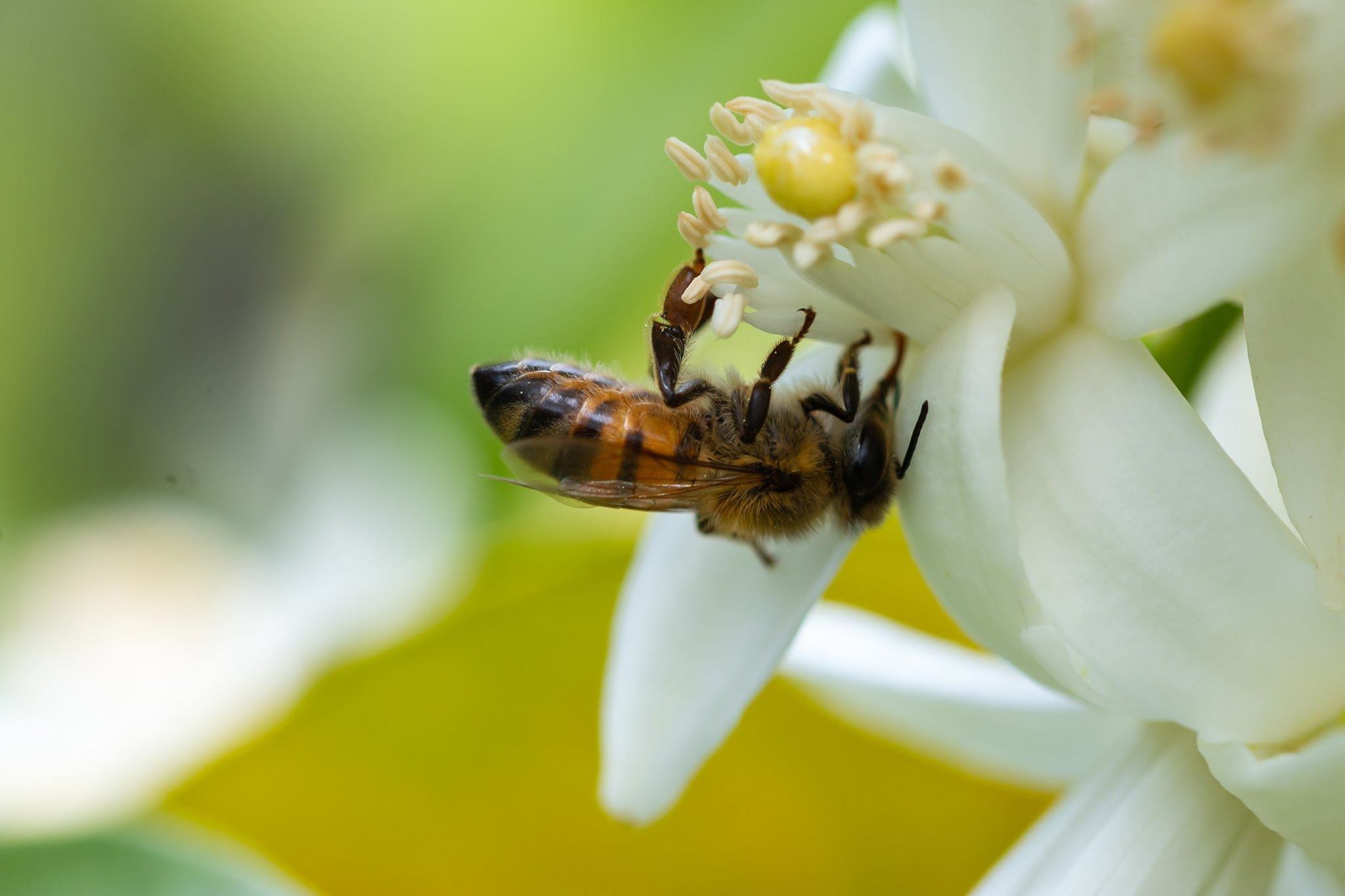 bee harvesting orange flower