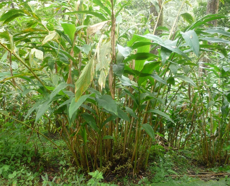 Cardamom perfume ingredient, Cardamom fragrance and essential oils Elletaria Cardamomum