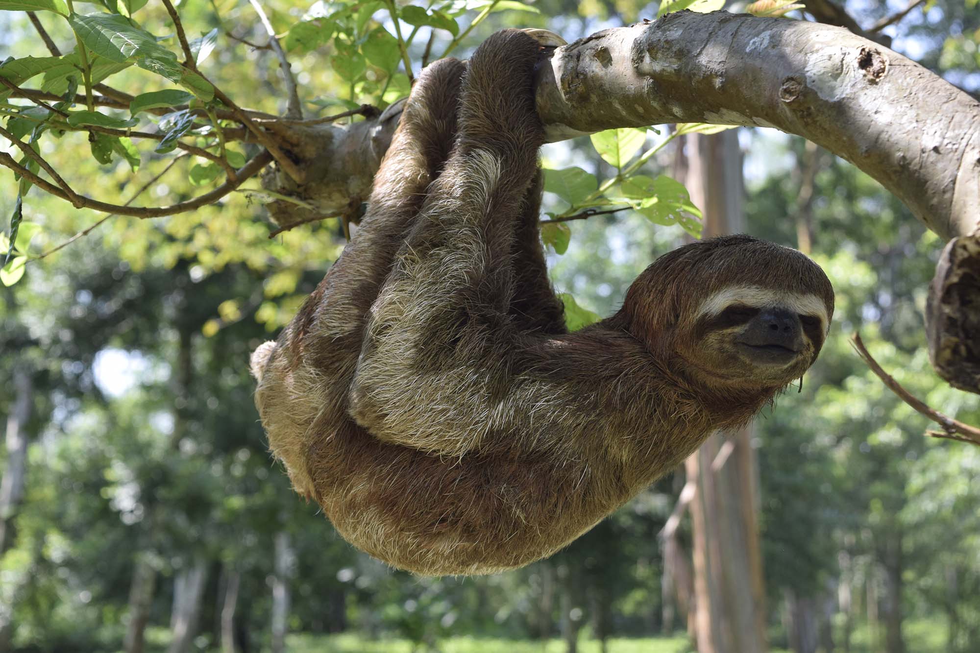 a sloth in the rainforest. 