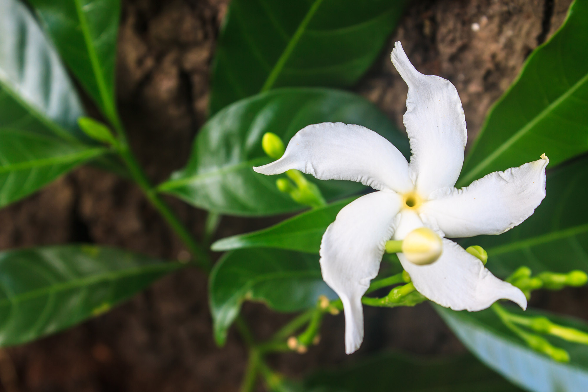 Scented Time Capsule: Wicked Wahine and the Lure of Hawaii ~ Fragrance ...