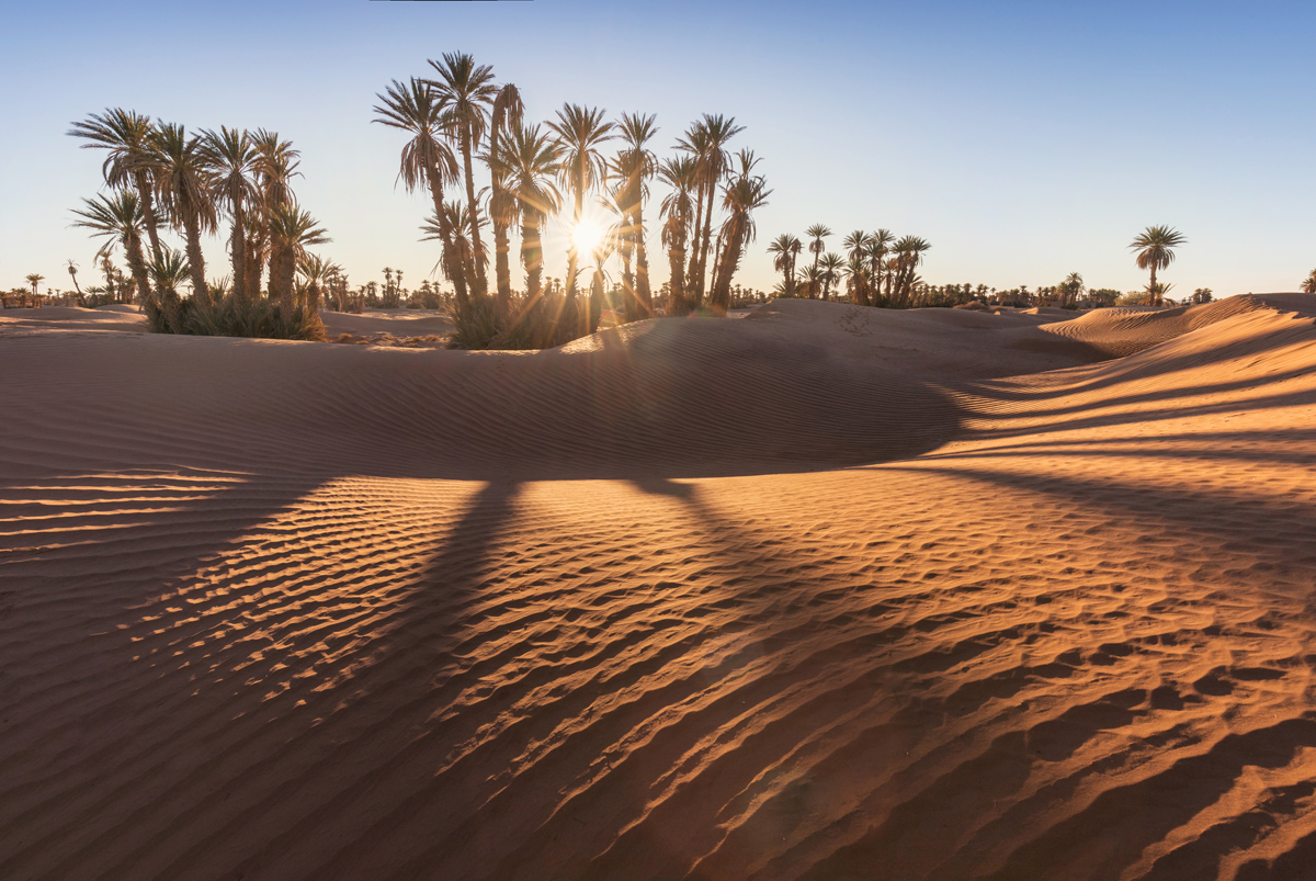 Palm desert steam фото 96
