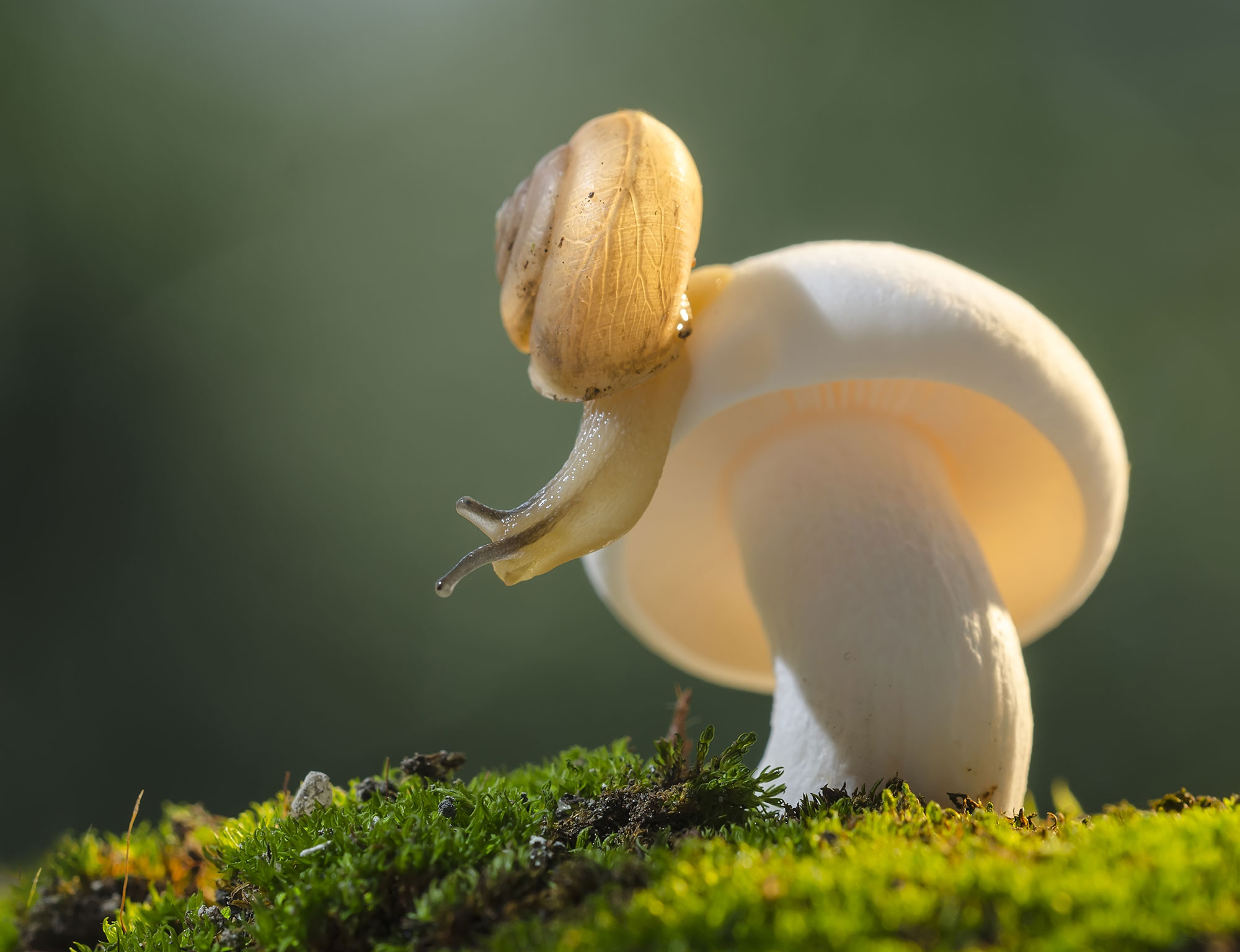 Reviewing Slumberhouse Fjerne, the UnexpectedlyEdible New Creation