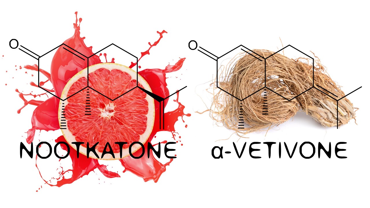Grapefruit Forbidden fruit from Barbados Raw Materials