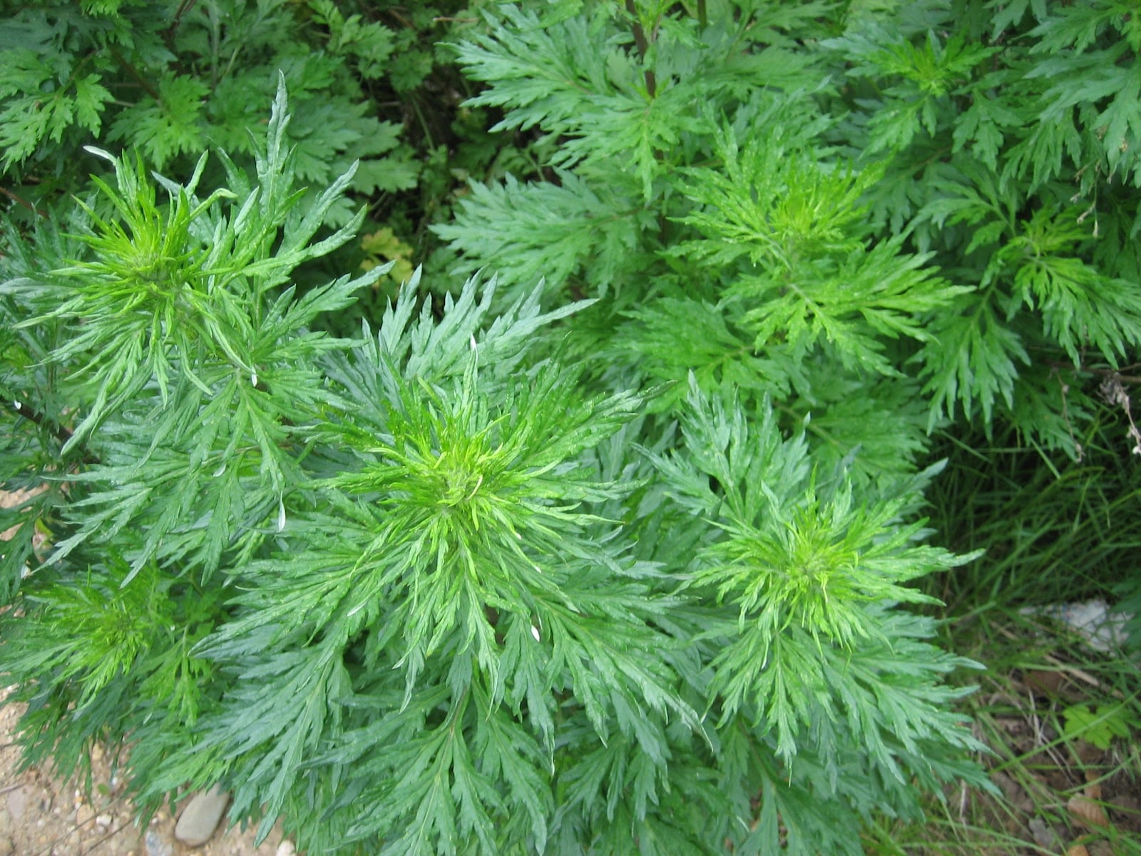Artemisia pallens (Davana)