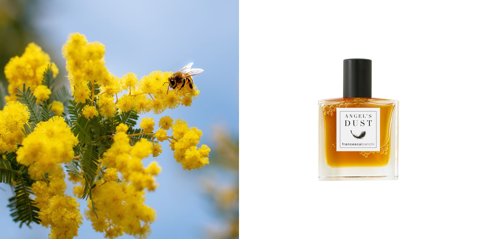 Angel's Dust Francesca Bianchi for women and men