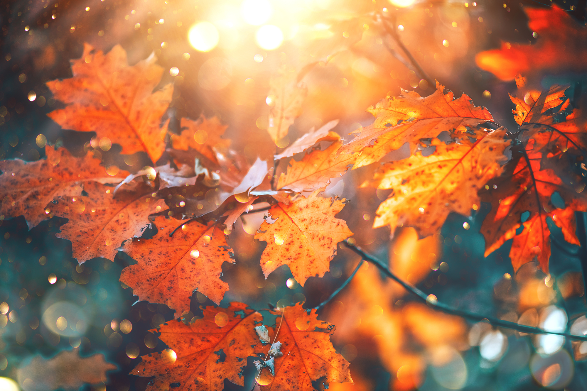Perfumed Horoscope October 12 October 18 Fragrant Horoscope