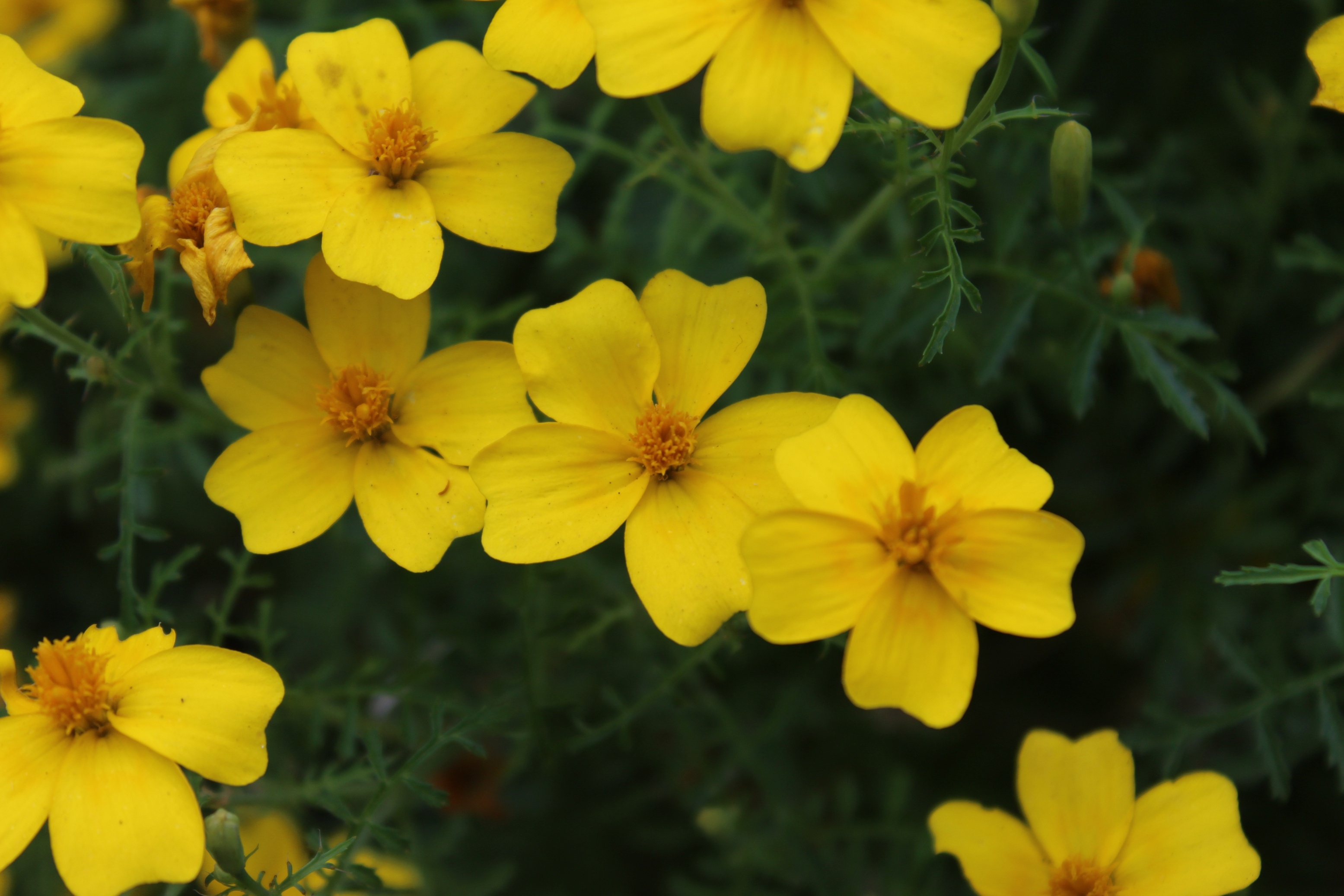 A Sea of Orange and Gold – Tagetes and Marigolds ~ Raw Materials